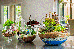 بهترین گیاهان برای ساخت تراریوم