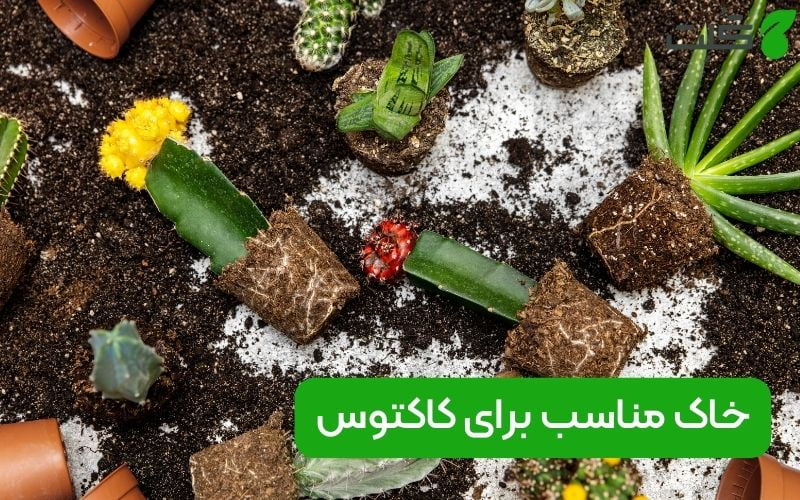 تفاوت خاک کاکتوس و ساکولنت | راهنمای کامل برای گیاهان خانگی