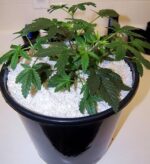 پرلیت باغبان